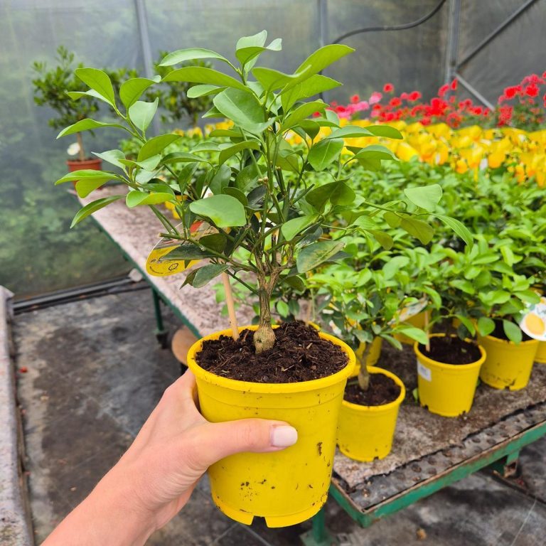 Cytryna Meyera (Citrus limon 'Meyer') 30cm