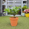 Cytryna Meyera (Citrus limon ‘Meyer’) 25-30cm