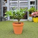 Cytryna Meyera (Citrus limon 'Meyer') 30cm