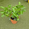 Cytryna Meyera (Citrus limon ‘Meyer’) 25-30cm