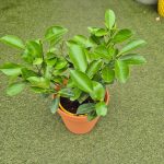 Cytryna Meyera (Citrus limon 'Meyer') 30cm