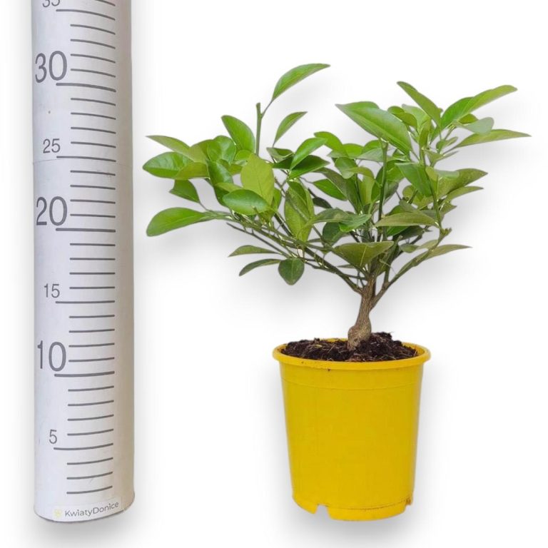 Cytryna Meyera (Citrus limon 'Meyer') 30cm
