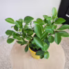 Cytryna Meyera (Citrus limon ‘Meyer’) 25-30cm