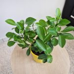 Cytryna Meyera (Citrus limon 'Meyer') 30cm