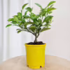 Cytryna Meyera (Citrus limon ‘Meyer’) 25-30cm