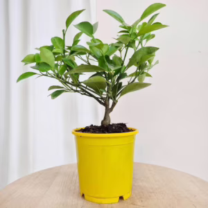 Cytryna Meyera (Citrus limon 'Meyer') 25-30cm