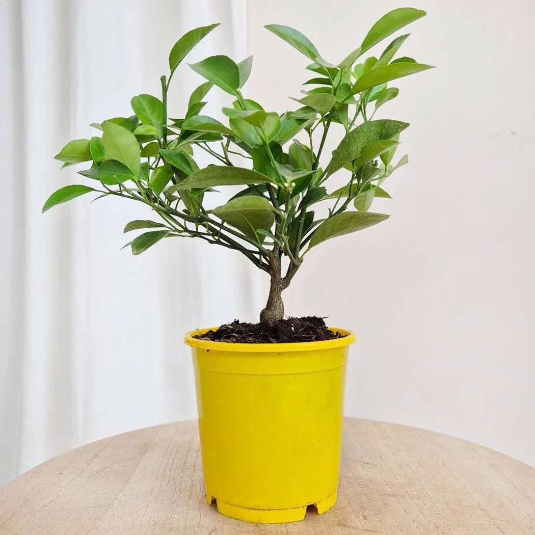 Cytryna Meyera (Citrus limon 'Meyer') 30cm