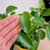 Cytryna Meyera (Citrus limon ‘Meyer’) 25-30cm