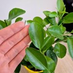 Cytryna Meyera (Citrus limon 'Meyer') 30cm