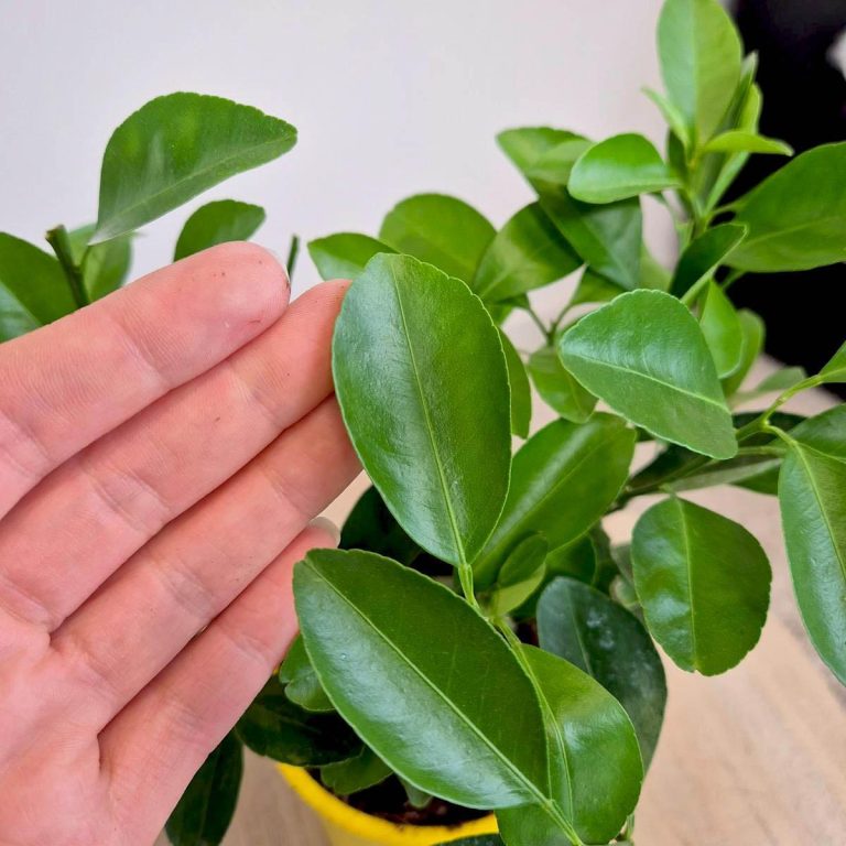 Cytryna Meyera (Citrus limon 'Meyer') 30cm