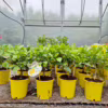 Cytryna Meyera (Citrus limon ‘Meyer’) 25-30cm