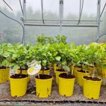 Cytryna Meyera (Citrus limon 'Meyer') 30cm