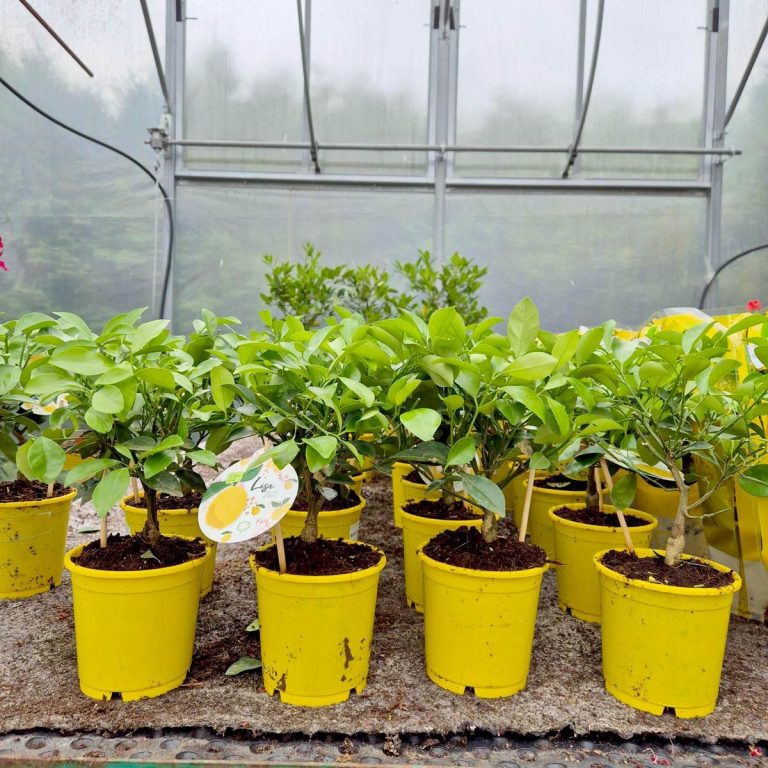 Cytryna Meyera (Citrus limon 'Meyer') 30cm