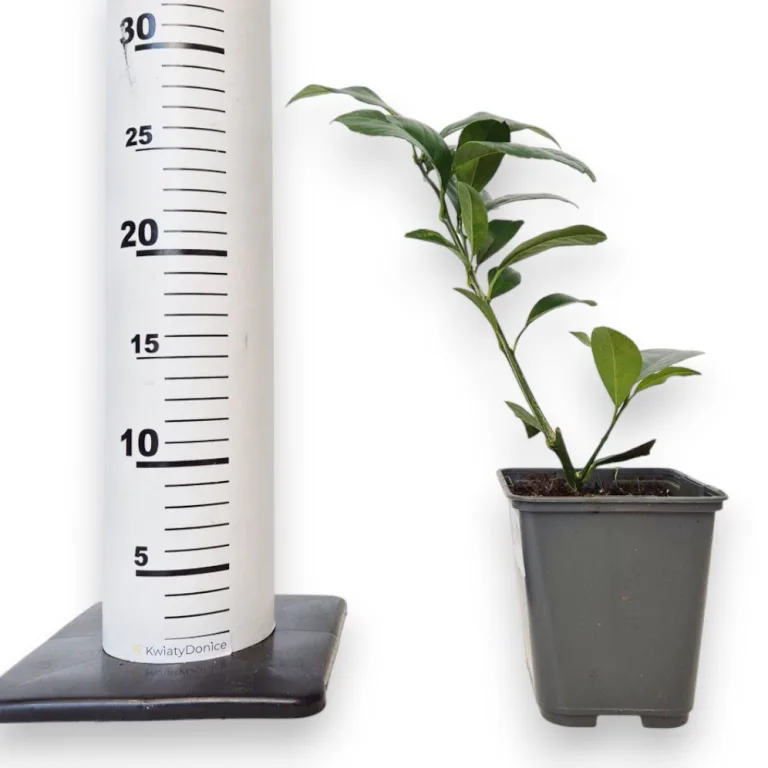 Cytryna Meyera (Citrus limon 'Meyer') 25cm