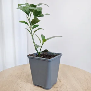 Cytryna Meyera (Citrus limon 'Meyer') 25cm