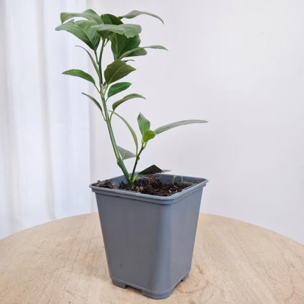 Cytryna Meyera (Citrus limon 'Meyer') 25-30cm