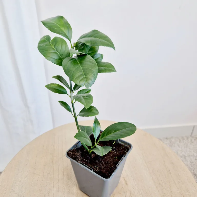 Cytryna Meyera (Citrus limon 'Meyer') 25cm