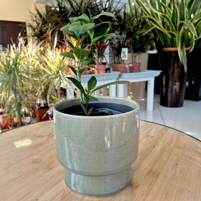 Cytryna Meyera (Citrus limon 'Meyer') 25cm