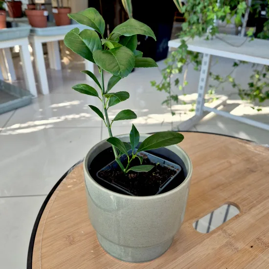 Cytryna Meyera (Citrus limon 'Meyer’) 25cm