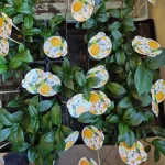 Cytryna Meyera (Citrus limon 'Meyer') 25cm