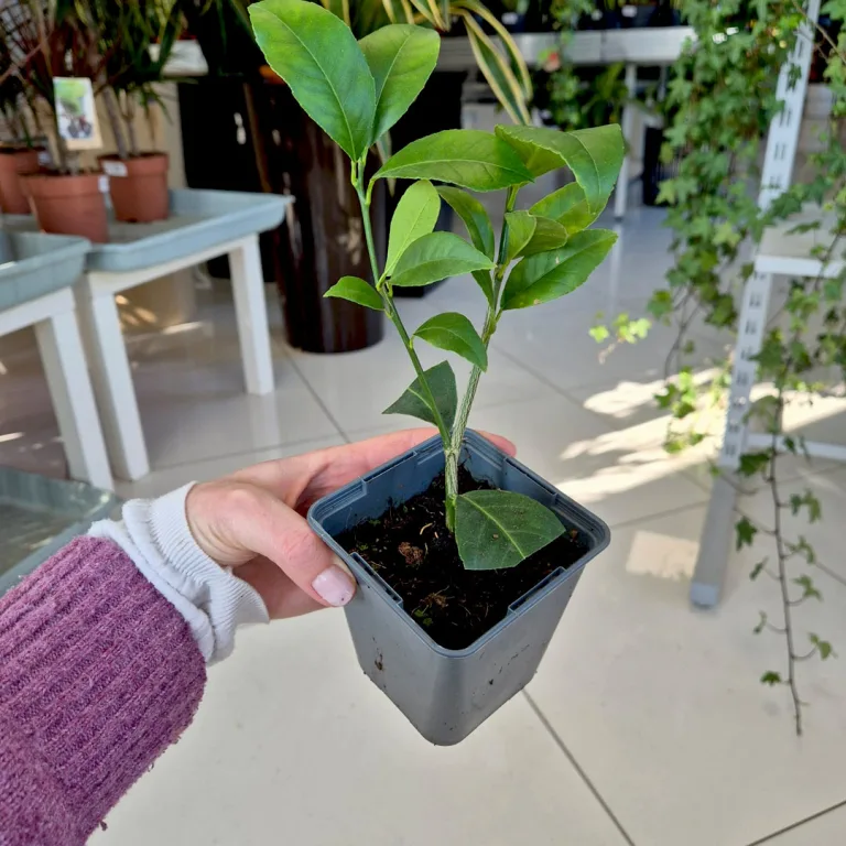 Cytryna Meyera (Citrus limon 'Meyer') 25cm