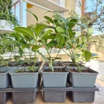 Cytryna Meyera (Citrus limon 'Meyer') 25cm