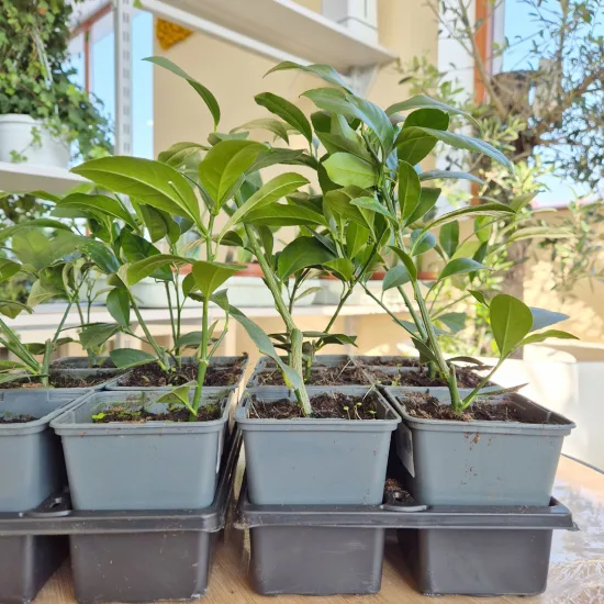 Cytryna Meyera (Citrus limon 'Meyer’) 25cm