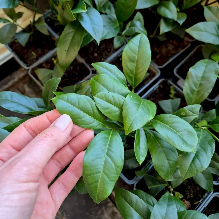 Cytryna Meyera (Citrus limon 'Meyer') 25cm