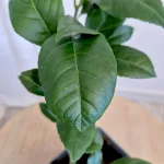 Cytryna Meyera (Citrus limon 'Meyer') 25cm
