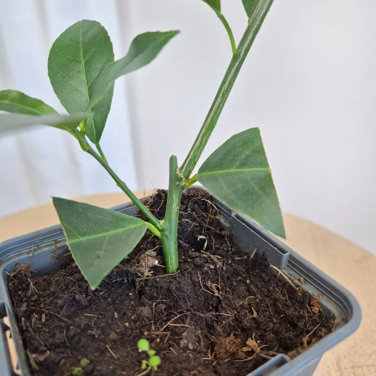 Cytryna Meyera (Citrus limon 'Meyer') 25cm