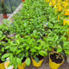 Cytryna Meyera (Citrus limon ‘Meyer’) 25-30cm