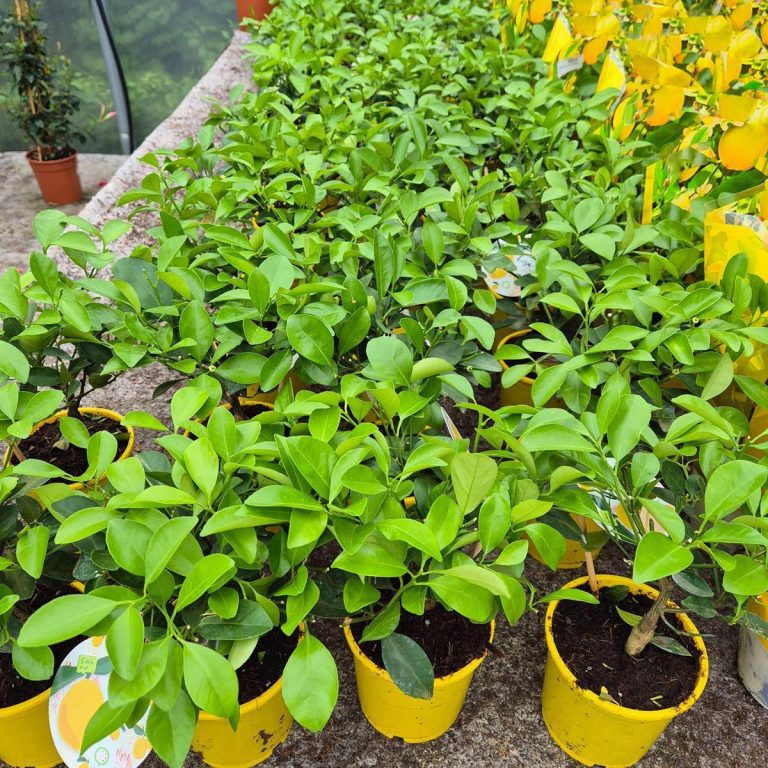 Cytryna Meyera (Citrus limon 'Meyer') 30cm