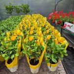 Cytryna Meyera (Citrus limon 'Meyer') 30cm