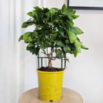 Cytryna Meyera (Citrus limon 'Meyer') 60cm