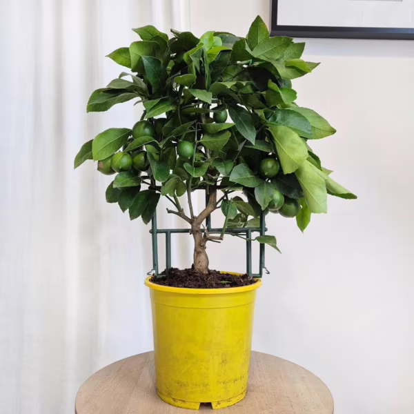 Cytryna Meyera (Citrus limon 'Meyer') 55-60cm