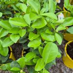 Cytryna Meyera (Citrus limon 'Meyer') 30cm