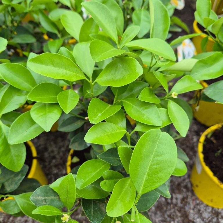 Cytryna Meyera (Citrus limon 'Meyer') 30cm
