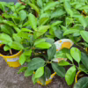 Cytryna Meyera (Citrus limon ‘Meyer’) 25-30cm