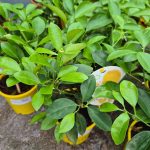Cytryna Meyera (Citrus limon 'Meyer') 30cm