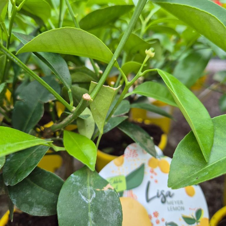 Cytryna Meyera (Citrus limon 'Meyer') 30cm