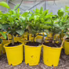 Cytryna Meyera (Citrus limon ‘Meyer’) 25-30cm