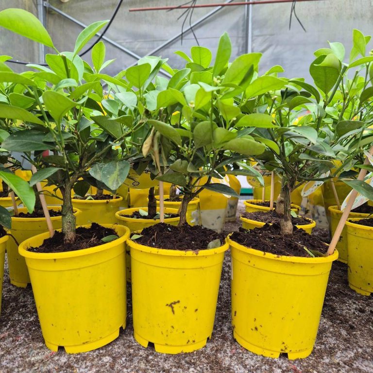 Cytryna Meyera (Citrus limon 'Meyer') 30cm