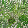 Daktylowiec niski (Phoenix roebelenii) 110cm