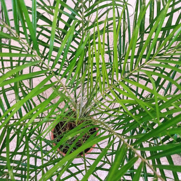 Daktylowiec niski (Phoenix roebelenii) 110cm