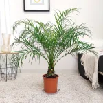 Daktylowiec niski (Phoenix roebelenii) 95cm