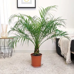 Daktylowiec niski (Phoenix roebelenii) 110cm