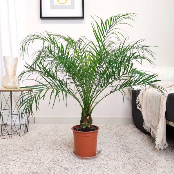 Daktylowiec niski (Phoenix roebelenii) 110cm