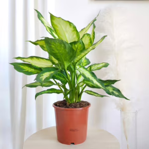 Dieffenbachia  (Dieffenbachia Camilla) 45-50cm