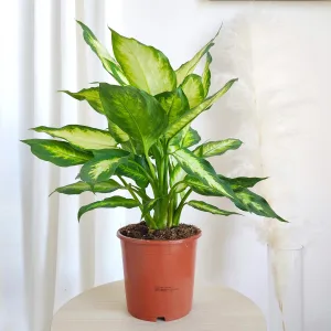 Dieffenbachia  (Dieffenbachia Camilla) 50cm