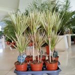 Dracena obrzeżona (Dracaena marginata 'Bicolor') 75cm